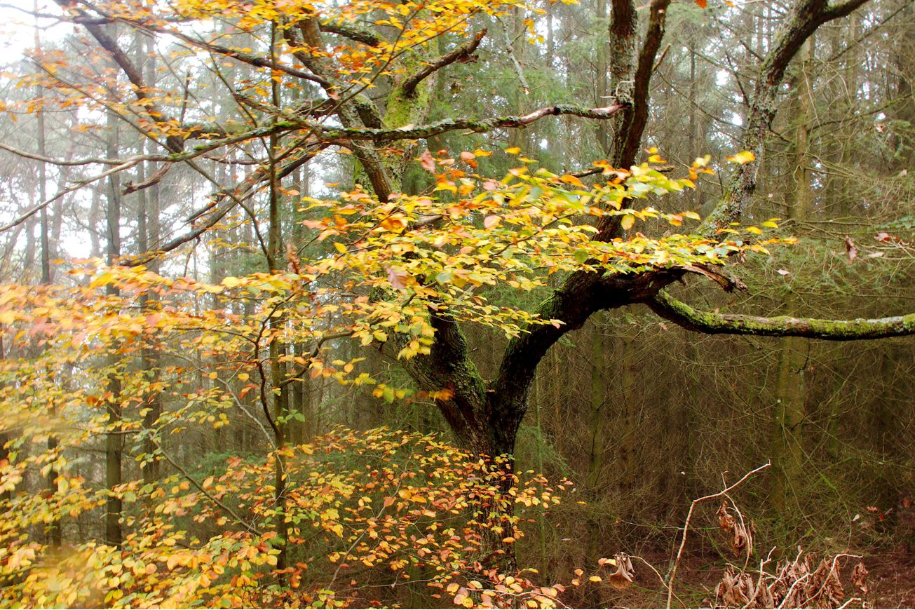 Unbenannt-4